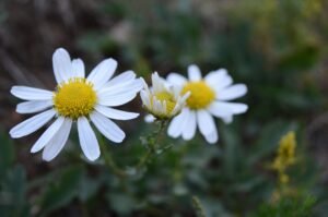 malihonhom wild chrysanthemum 4814880 1920 Australian Real Estate Professionals Directory – Find Top Property Agents